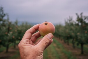 Uputa vlasnicima plantažnih nasada jabuka i krušaka!