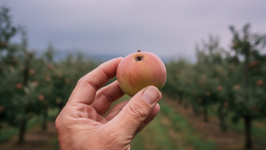 Uputa vlasnicima plantažnih nasada jabuka i krušaka!
