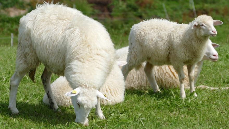 Sprječavanja unosa bolesti kvrgave kože