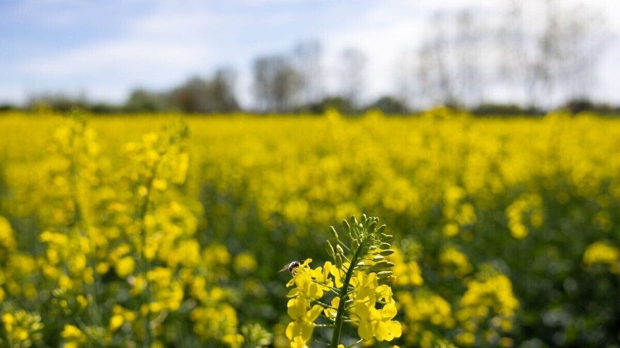 Koji je razlog smanjenja površina pod uljanom repicom, izuzetno vrijednom ratarskom kulturom?