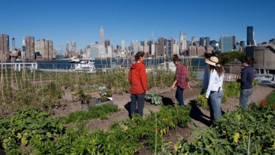 Urbane farme u velikim gradovima