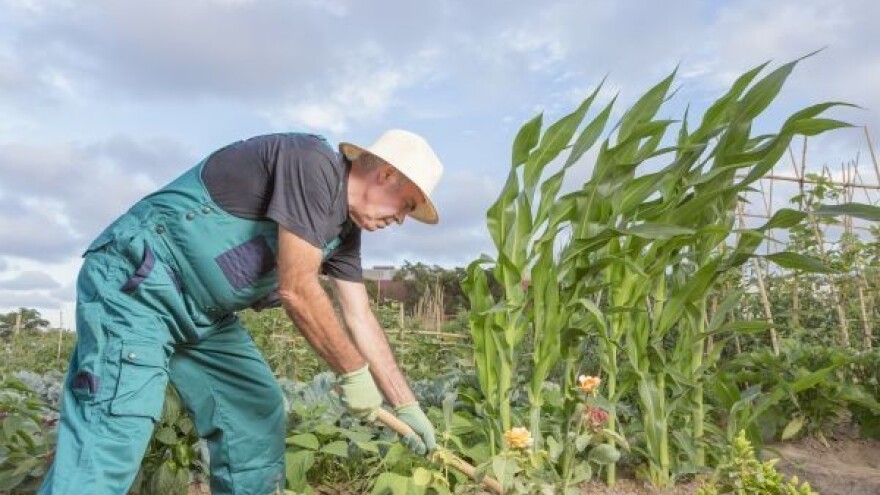 Šire se urbane bašte