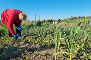 Radovi u vrtu u maju: Vrijeme je za sjetvu i presadnju povrtnica