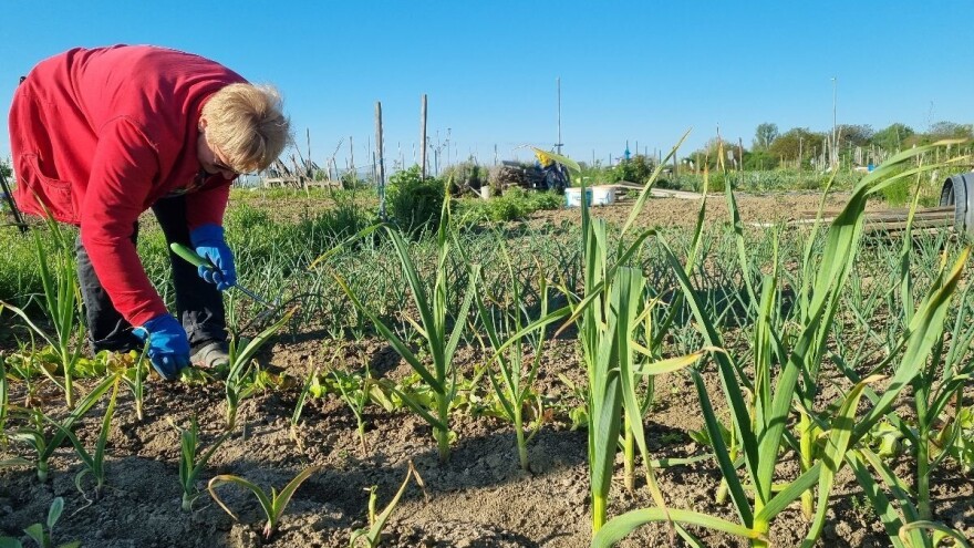 Radovi u vrtu u svibnju: Vrijeme je za sjetvu i presadnju povrtnica