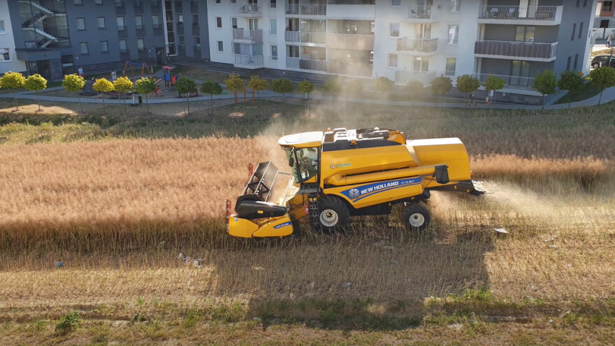 Ne želi prodati zemlju investitorima: Žanje žitarice usred kompleksa zgrada
