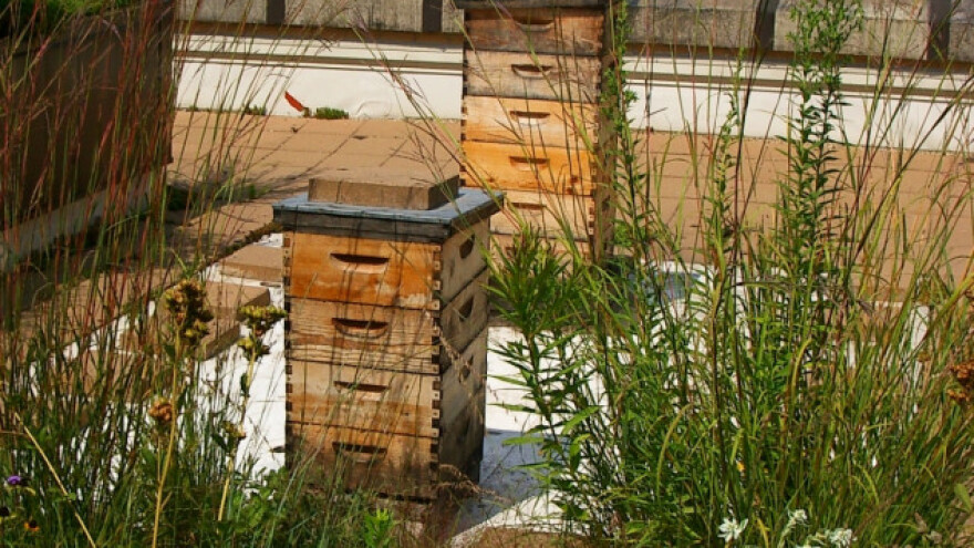 Urbano pčelarstvo kao hobi