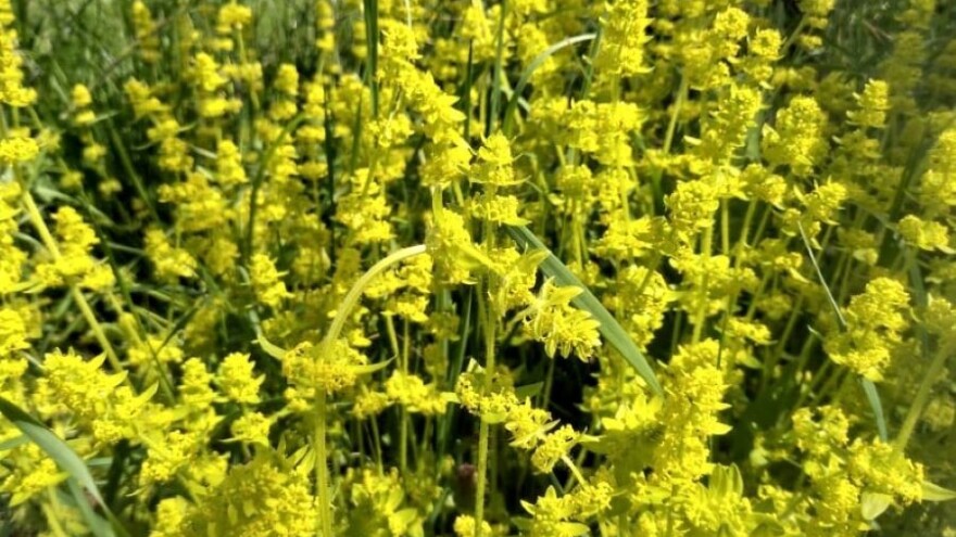 Da li ste već nabrali đurđevak?