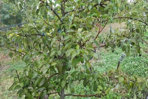 Urea se primenjuje dok je lišće na stablu, odmah nakon berbe