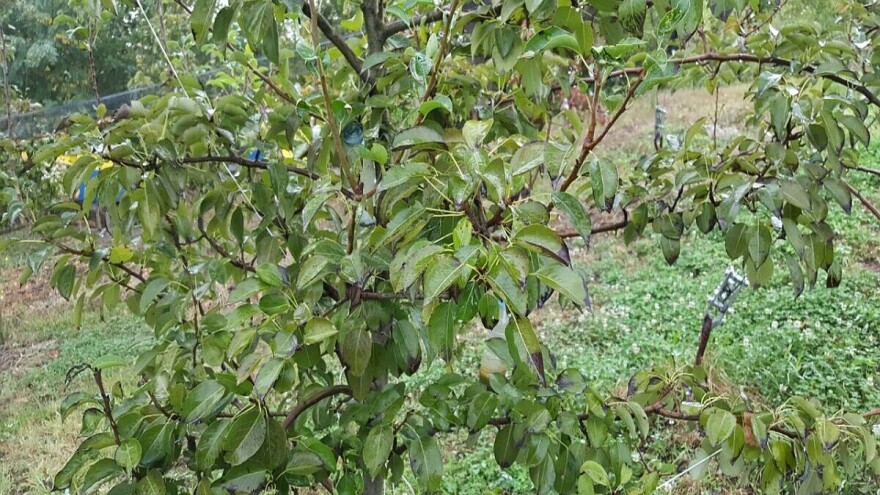 Urea se primenjuje dok je lišće na stablu, odmah nakon berbe