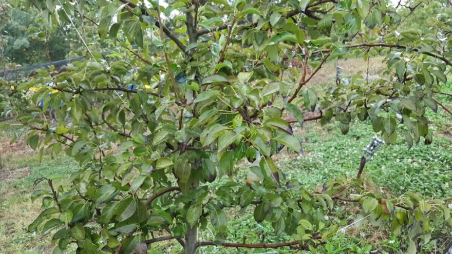 Urea se primjenjuje dok je lišće na stablu, odmah nakon berbe