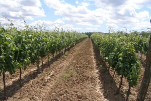 Bayer savjeti za vinogradare 07.-13.07.2014.