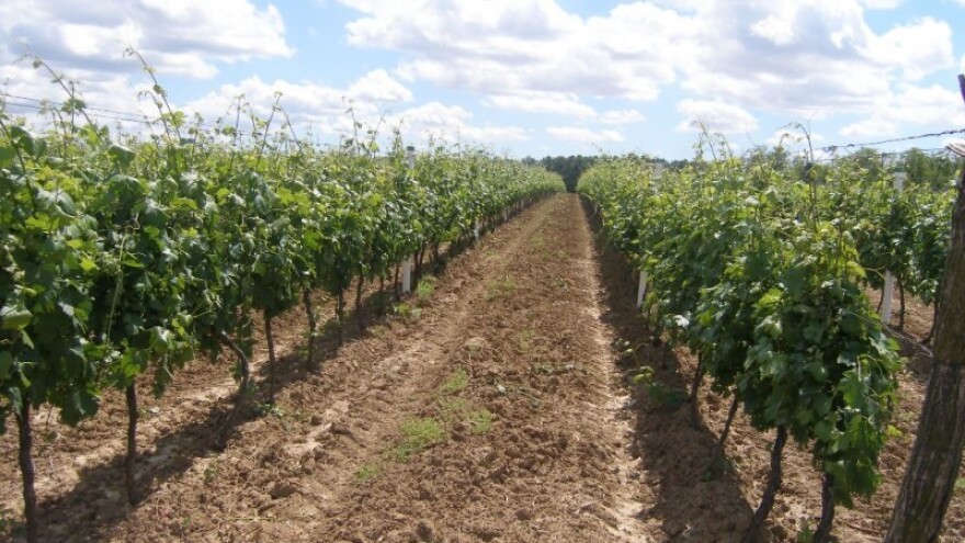 Bayer savjeti za vinogradare 07.-13.07.2014.