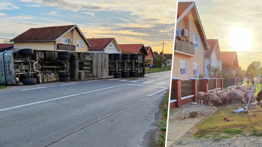 Kaos na Podravskoj magistrali: Prevrnuo se kamion pun svinja