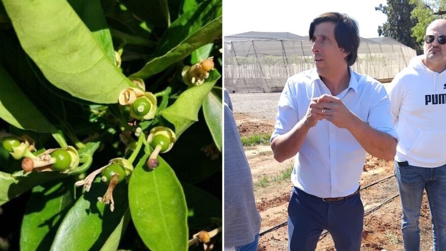 Agroklub u grupaciji "Anecoop": Stvaraju sorte otpornije na sušu, imaju robote "fizikanere"