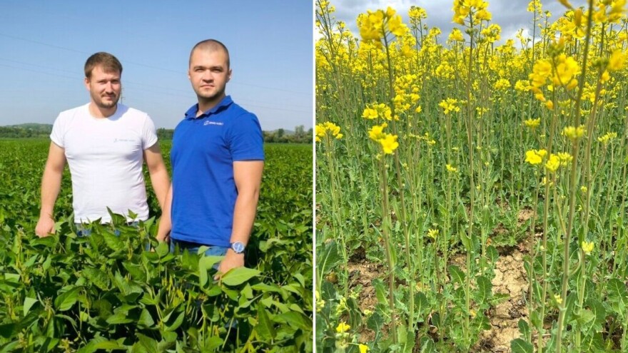 OPG Škrnički vjeran uljanoj repici: Prinos visok i u težim uvjetima