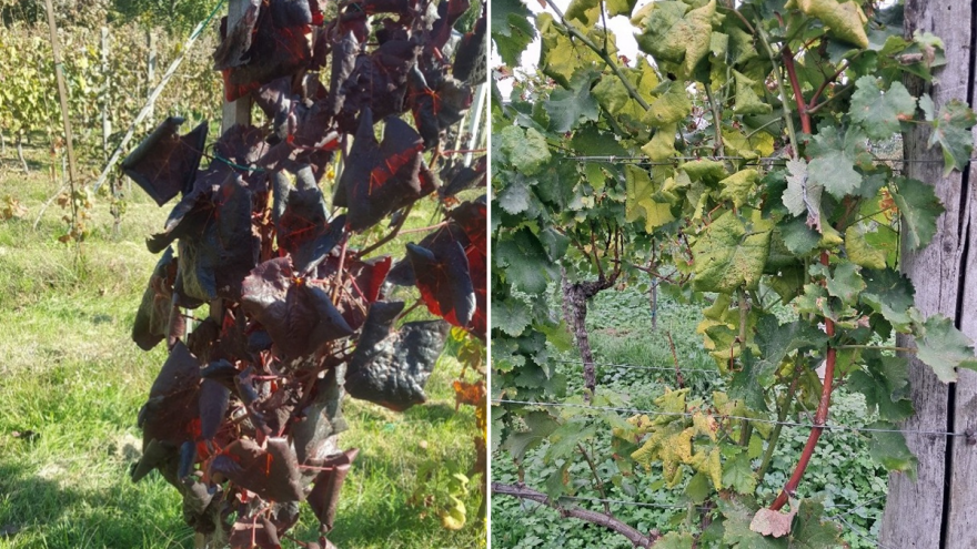 Vinogradari, vreme je za uklanjanje čokota koji pokazuju simptome zlatne žutice!