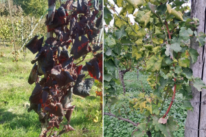 Zlatna žutica se ubrzano širi našim vinogradima, stanje je alarmantno - što učiniti?