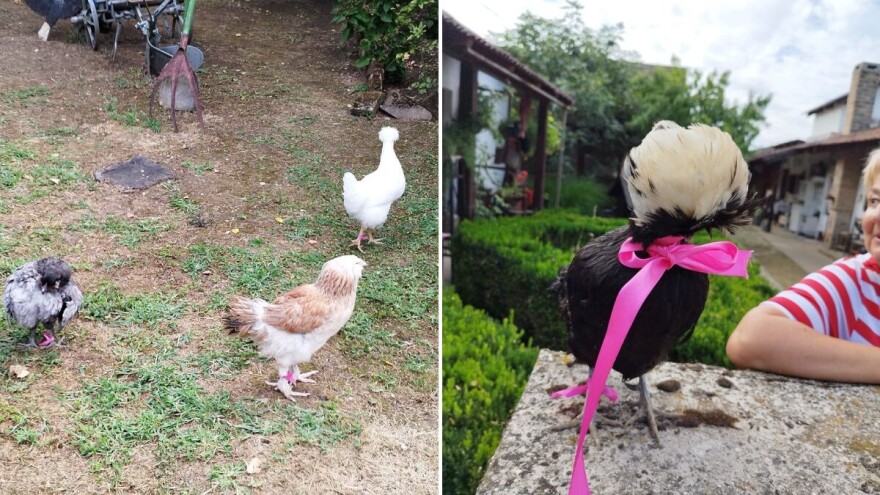 U Kokingradu održan prvi izbor za Koko Miss Hrvatske, evo pobjednice