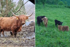 Škotska visinska goveda u Jajcu k'o u raju: Ovo im je cijena
