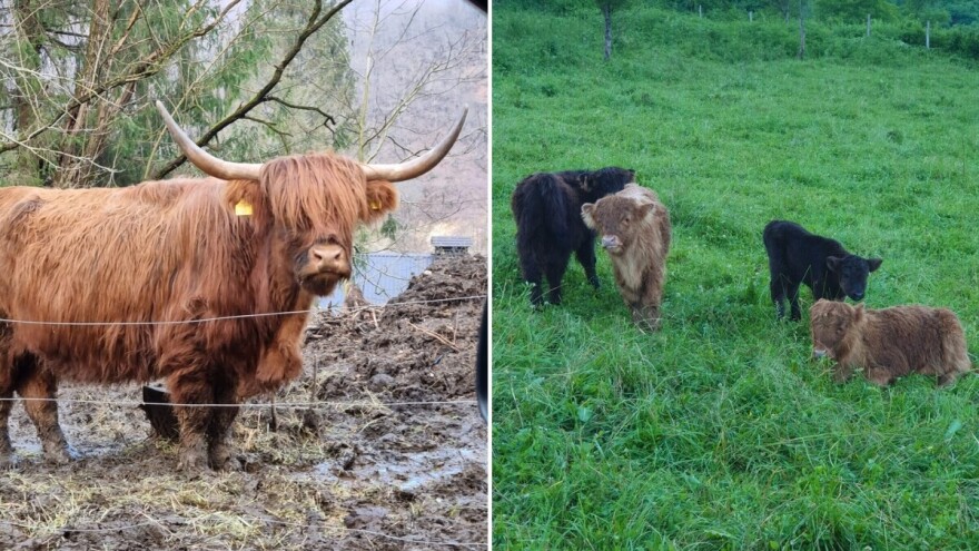 Škotska visinska goveda u Jajcu k'o u raju: Ovo im je cijena