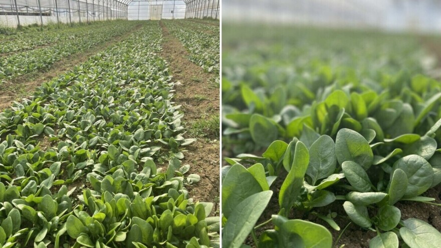 Kako pravilno prihraniti spanać u fazi intenzivnog porasta?