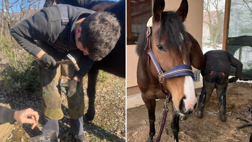 Zanatlija nove generacije: Mladi Haris Ganić potkuje do 60 konja mjesečno