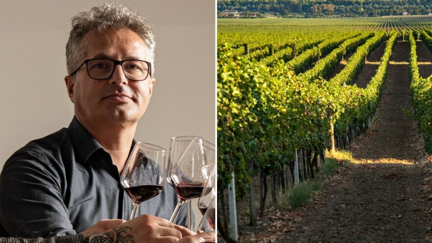 Zagreb dobio vinariju unutar granica grada, većina grožđa u Iuris i dalje stiže iz Podunavlja