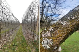 Čim vreme dozvoli pravac u voćnjak: Sve sa zemlje pokupite, iznesite i zakopajte