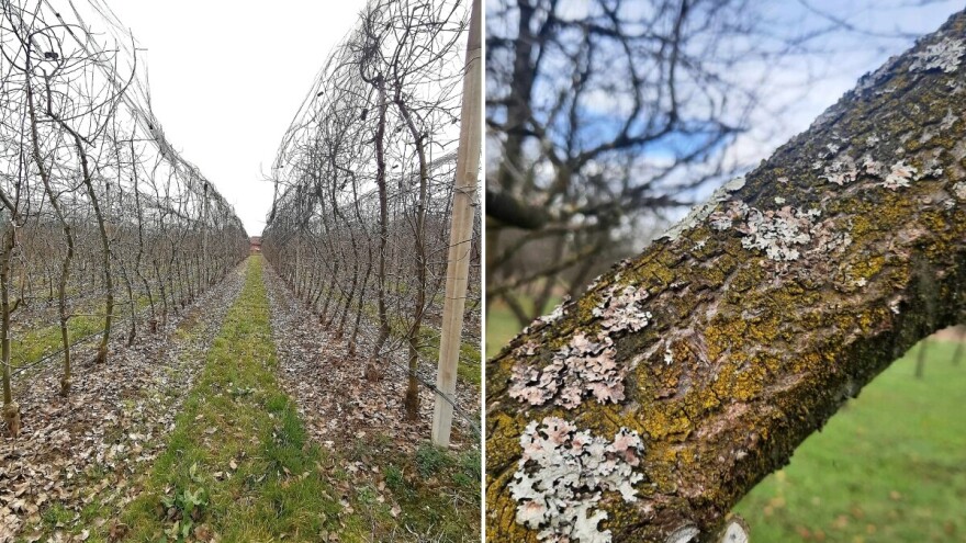 Čim vrijeme dozvoli pravac u voćnjak: Sve sa zemlje pokupite, iznesite i zakopajte