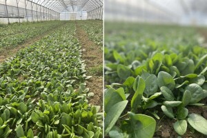 Kako pravilno prihraniti špinat u fazi intenzivnog porasta?