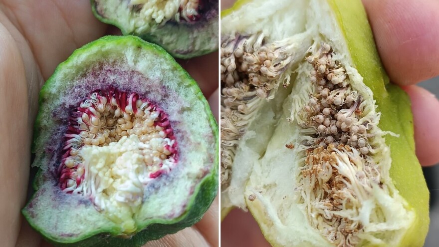 Znate li da postoji više od 700 sorti smokava, a sve su podijeljene u četiri vrste?