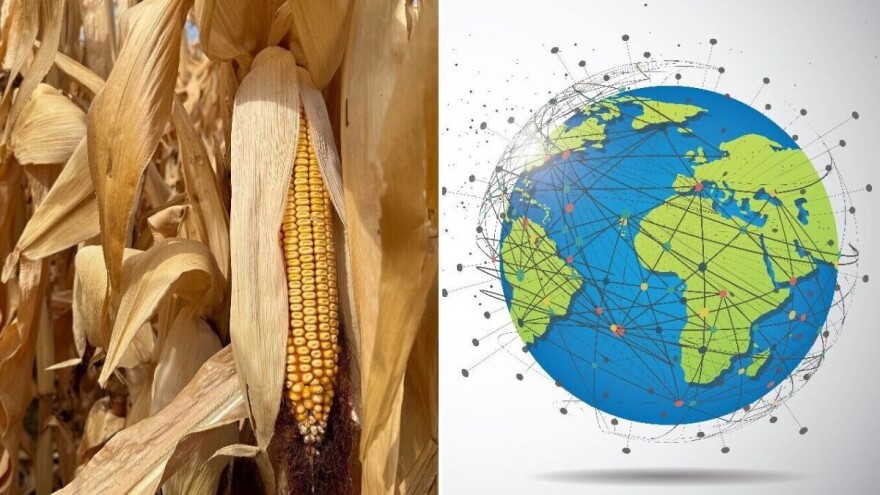 Kukuruz - poljoprivredna kultura koja pokreće svjetsku ekonomiju