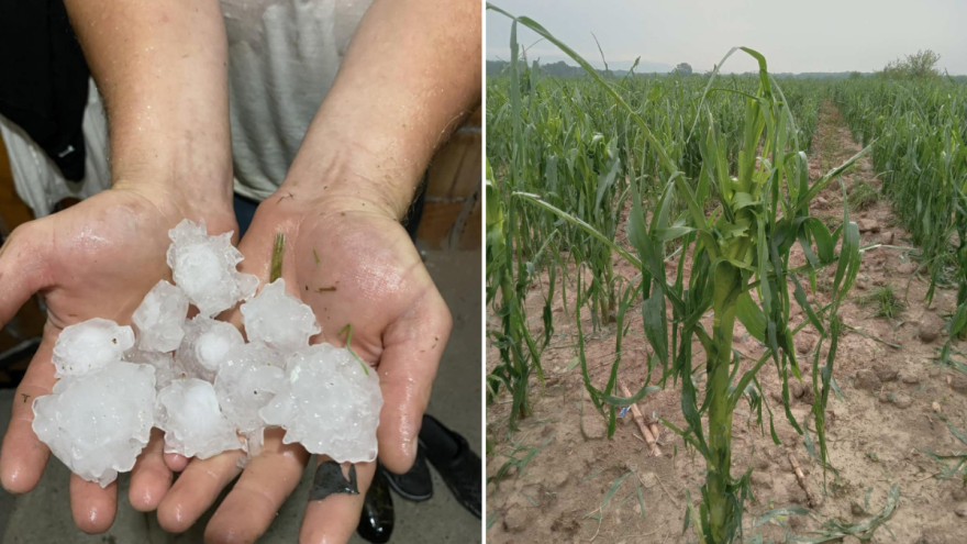 Led stukao usjeve i nasade, na farmi "Jajić" rod kukuruza umanjio za 50 posto