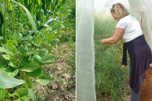 Očuvanje bioraznolikosti i tradicijskih sorti kroz ekološku proizvodnju sjemena