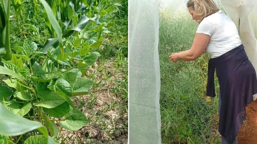Očuvanje bioraznolikosti i tradicijskih sorti kroz ekološku proizvodnju sjemena