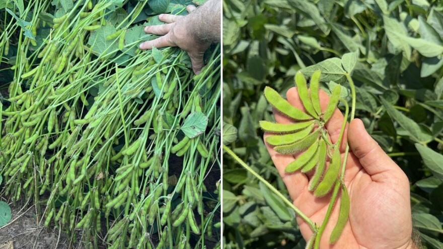 Dvostruki svjetski rekorder: Uzgajivač soje srušio vlastiti uspjeh s prinosom soje