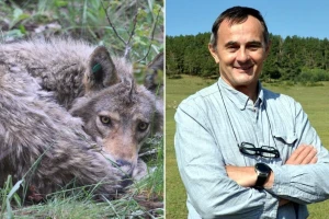 Mogu li u raspravi o vukovima i križancima stvari biti crno-bijele?