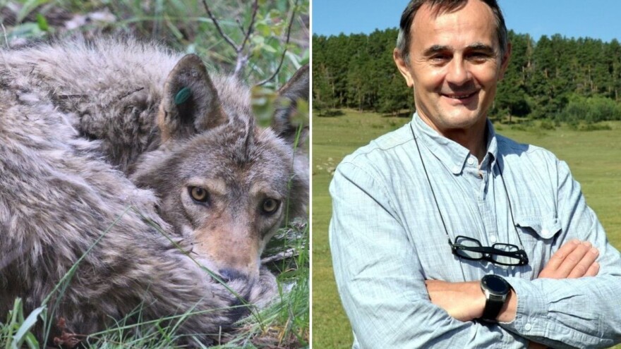 Mogu li u raspravi o vukovima i križancima stvari biti crno-bijele?