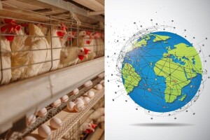 Jaje, nutritivno blago i globalni prehrambeni div