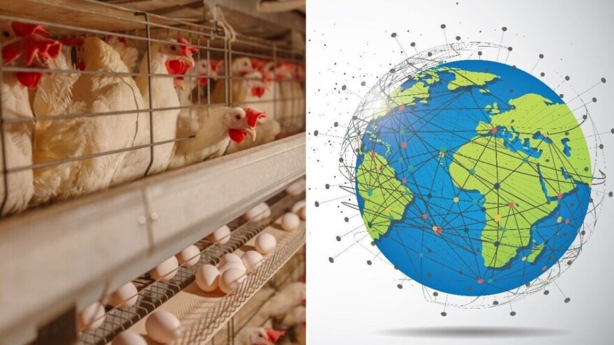 Jaje, nutritivno blago i globalni prehrambeni div