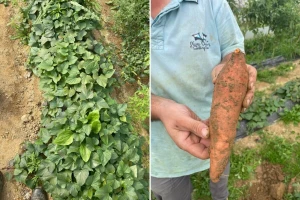 Sadnja batata u maju: Priprema, razmaci i nega