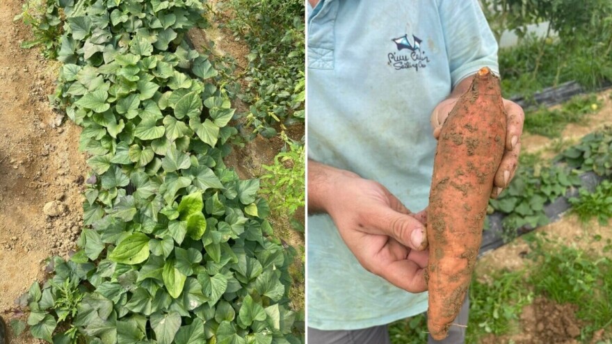 Sadnja batata u maju: Priprema, razmaci i nega