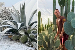 Egzotična bašta u bh. komšiluku: Mi kaktuse gajimo u saksiji, a Milanov naraste dva metra!