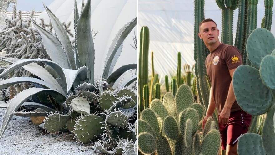 Egzotična bašta u bh. komšiluku: Mi kaktuse gajimo u saksiji, a Milanov naraste dva metra!