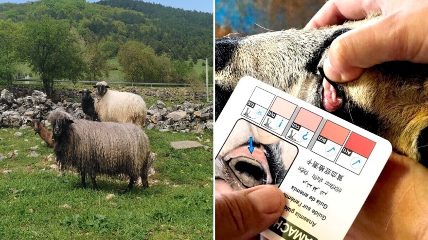 Ne leči se stado "od oka": Gde farmeri najčešće greše kod parazita?