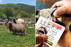 Ne liječi se stado "od oka": Gdje stočari najčešće griješe kod parazita?