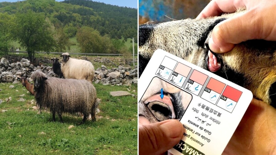 Ne liječi se stado "od oka": Gdje farmeri najčešće griješe kod parazita?