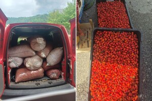 Divlji šipurak je crveno zlato šuma: Po kojoj cijeni se otkupljuje?