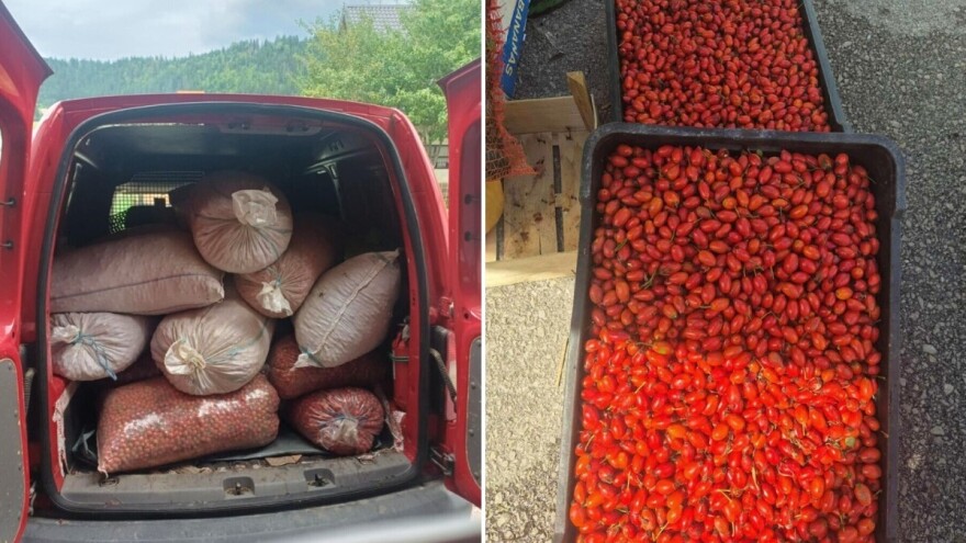 Divlji šipurak je crveno zlato šuma: Po kojoj cijeni se otkupljuje?