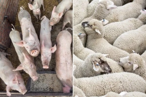 Rast cene prasadi i jagnjadi - gde se nudi više?
